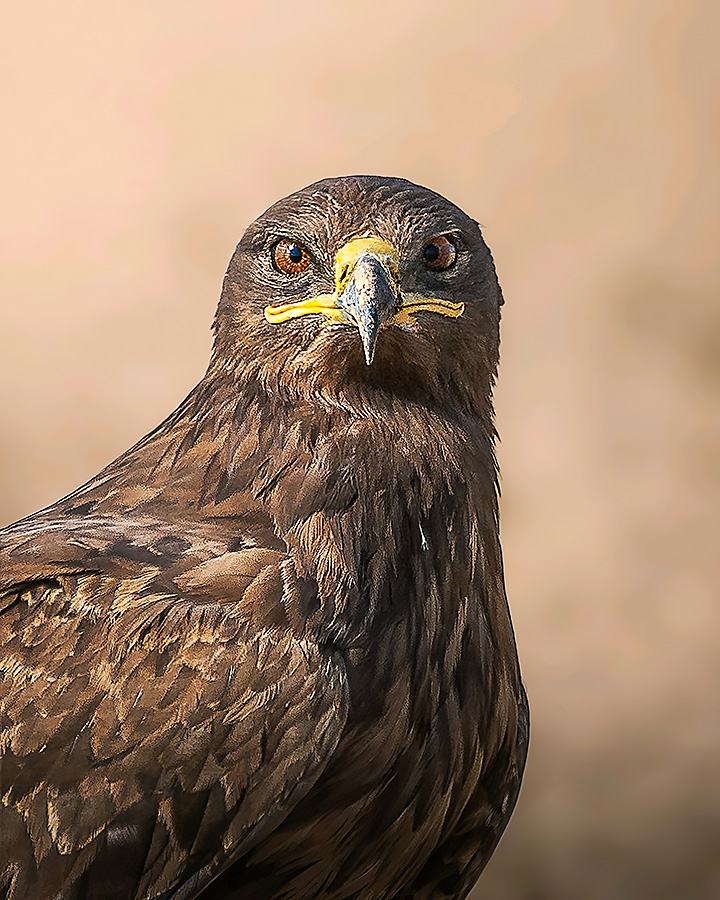Steppe Eagle